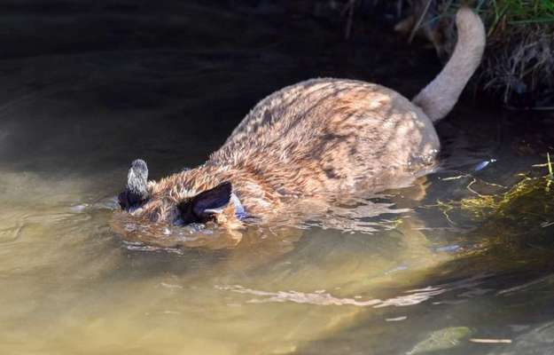 Dogorama-Monats-Challenge-Mai "Wasser"-Beitrag-Bild