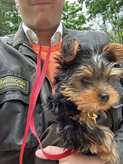 Hundetreffen-Welpenrunde (kl. Rasse) Stadtpark Hayns Park-Bild
