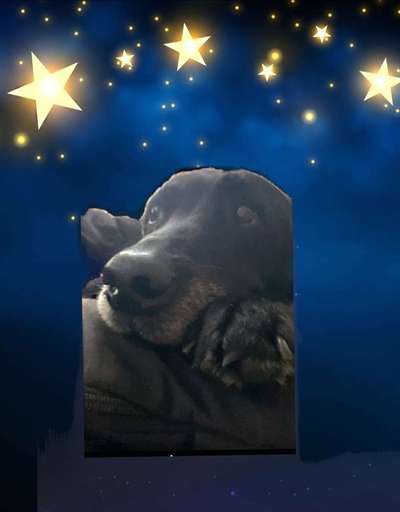 Regenbogenbrücke-Beitrag-Bild