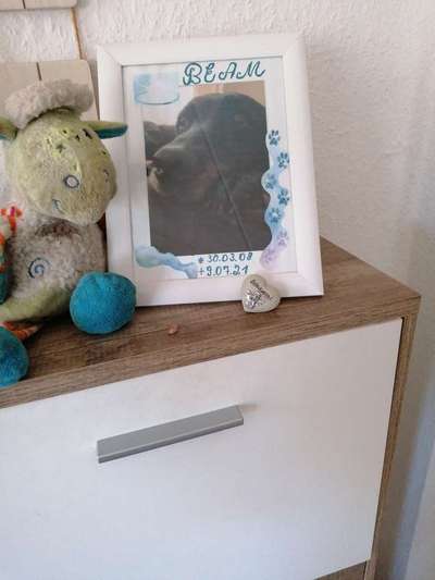 Regenbogenbrücke-Beitrag-Bild