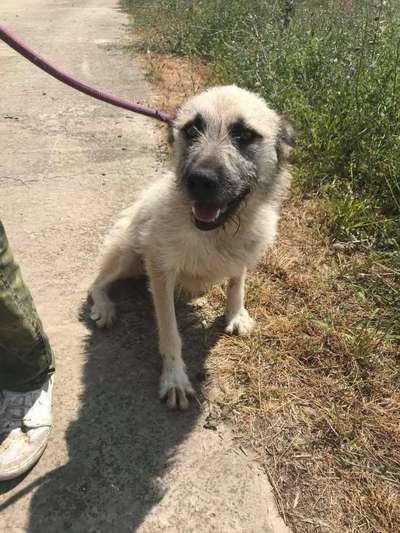 Tierschutzhunde suchen ein Zuhause-Beitrag-Bild