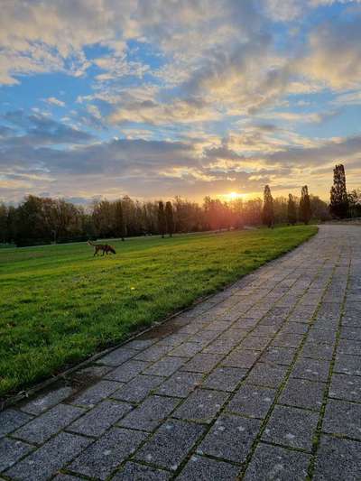 Hundetreffen-Hundetreff im IGA Park-Bild