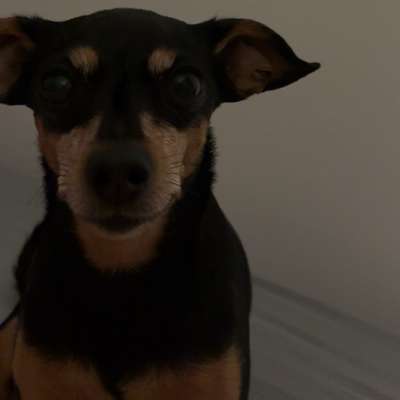 Hundetreffen-Suche Hundesitter/ gegenseitige Betreuung-Bild