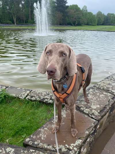 Dogorama-Monats-Challenge-Mai "Wasser"-Beitrag-Bild