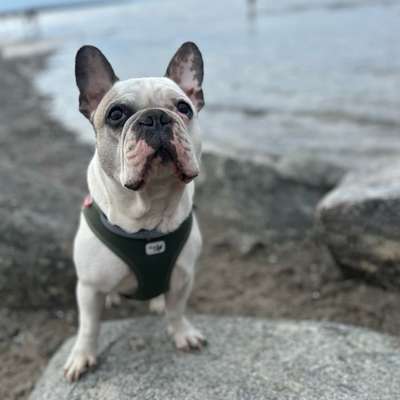 aktuelles Foto Gruppe Französische Bulldogge