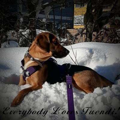 aktuelles Foto Gruppe Hunde aus dem Tierschutz