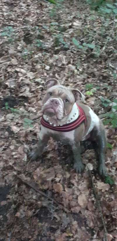 Olde English Bulldogge-Beitrag-Bild