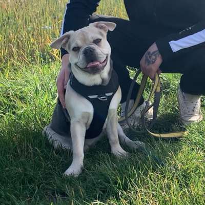 Hundetreffen-Hundekumpel gesucht-Bild