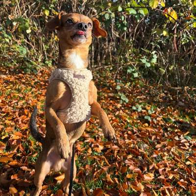Hundetreffen-Gassi Runden-Bild
