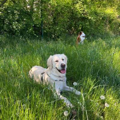 Hundetreffen-Spieltreffen-Bild