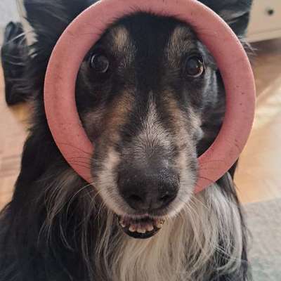 aktuelles Foto Gruppe Australian Shepherd