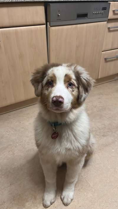 Australian Shepherd
Gewicht mit ca. 19-20 Wochen-Beitrag-Bild