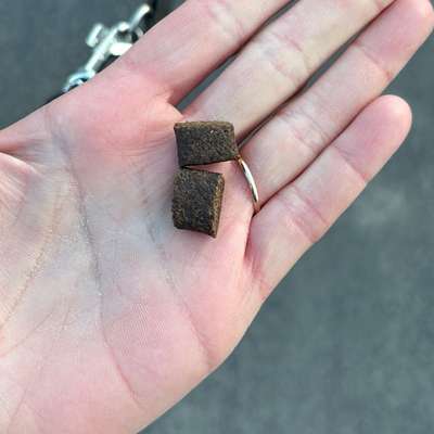 Giftköder-Eventuell Giftköder?!-Bild