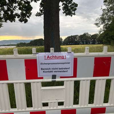 Giftköder-Eichenprozessionsspinner-Bild