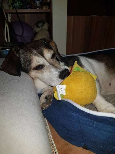 TierschutzhundeStammtisch🐕-Beitrag-Bild