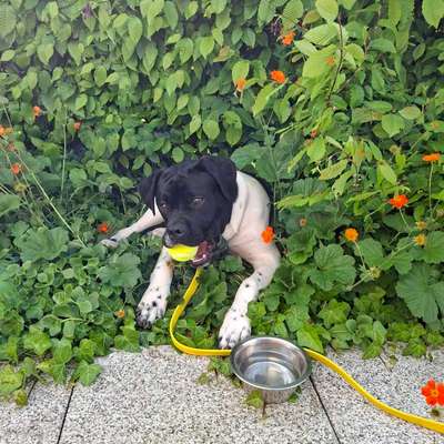 Hundetreffen-Spielgefährten gesucht-Bild