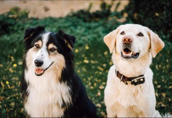 Hundetreffen-Gemeinsame Spaziergänge/Wanderungen-Bild