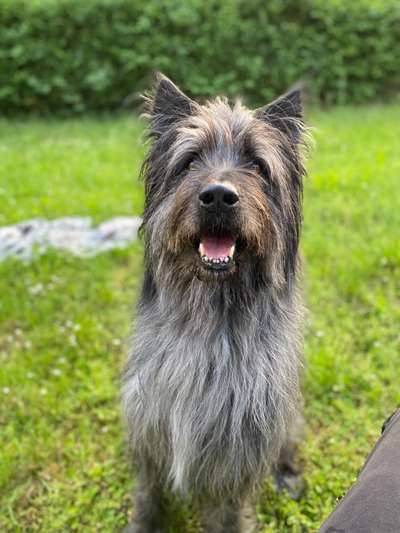 Altdeutsche Hütehunde-Beitrag-Bild