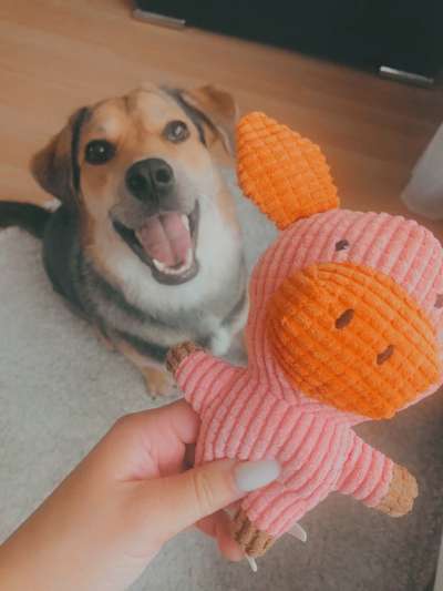 Dogorama Photo Challenge - Be my valentine-Beitrag-Bild