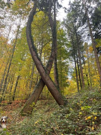Die wunderschöne Welt mit Hund.-Beitrag-Bild
