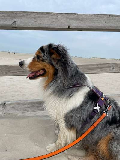 Wie sitzt mein Geschirr?-Beitrag-Bild