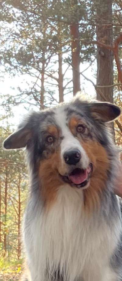 Zeigt mir die tollste Nahaufnahme von eurer Fellnase-Beitrag-Bild