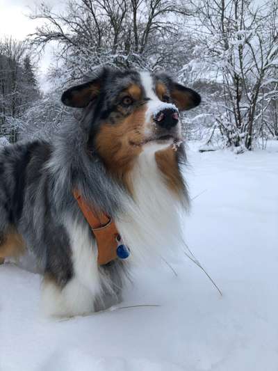 Wie sitzt mein Geschirr?-Beitrag-Bild