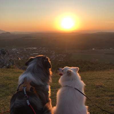 Die wunderschöne Welt mit Hund.-Beitrag-Bild