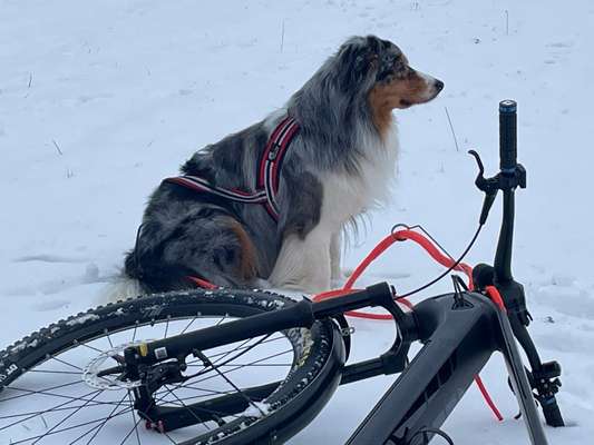 Wie sitzt mein Geschirr?-Beitrag-Bild