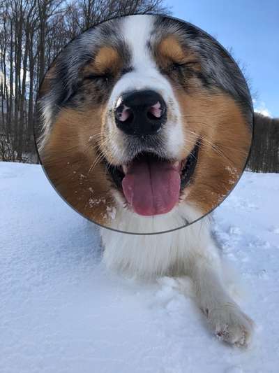 Zeigt mir die tollste Nahaufnahme von eurer Fellnase-Beitrag-Bild