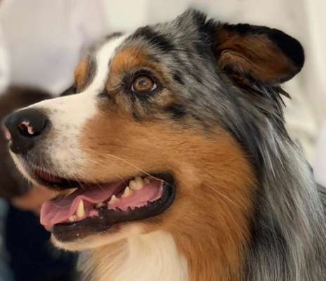 Zeigt mir die tollste Nahaufnahme von eurer Fellnase-Beitrag-Bild