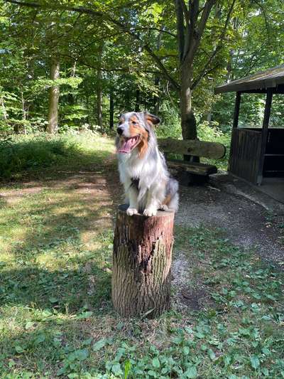 Die wunderschöne Welt mit Hund.-Beitrag-Bild