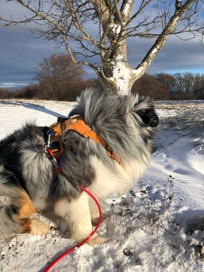 Wie sitzt mein Geschirr?-Beitrag-Bild