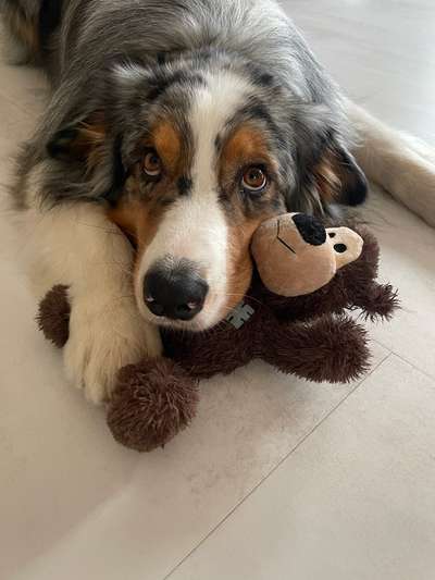 Zeigt mir die tollste Nahaufnahme von eurer Fellnase-Beitrag-Bild