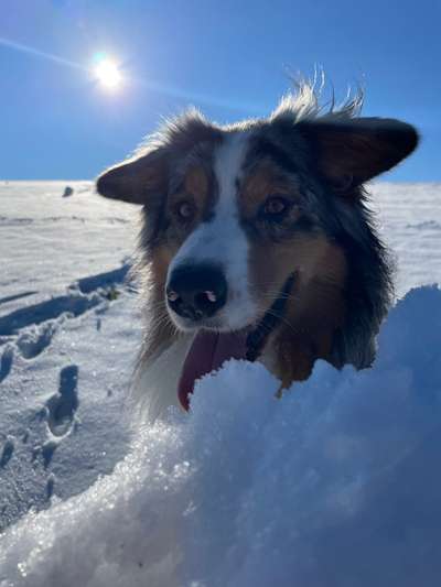 Die wunderschöne Welt mit Hund.-Beitrag-Bild