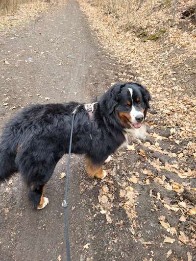 Berner Sennen-Beitrag-Bild