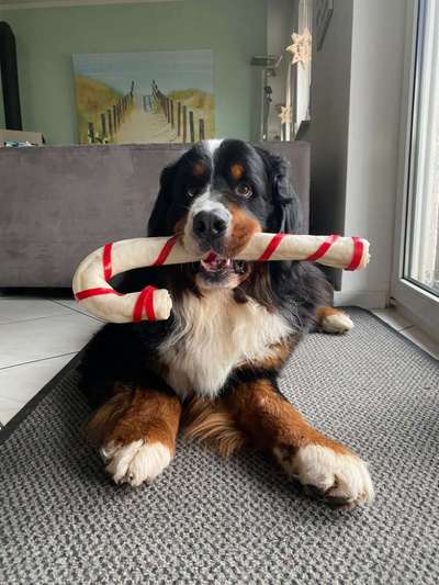 Wald Bild-Beitrag-Bild