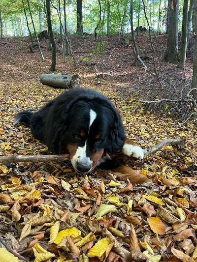 Berner Sennen-Beitrag-Bild