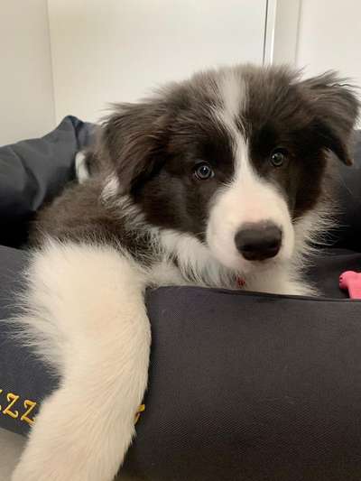 Gibt's hier noch mehr Border Collies???-Beitrag-Bild