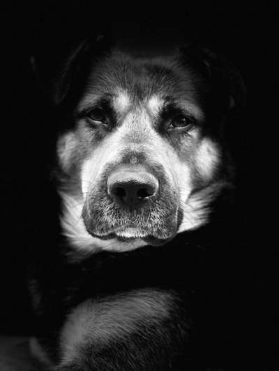 Fotochallange Nr. 57     PORTRÄT.   Beendet!!!!!!!!-Beitrag-Bild