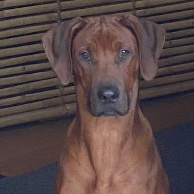 Hundetreffen-Play date for Junghund-Bild