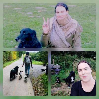 Bielefelder Hunde.-Beitrag-Bild