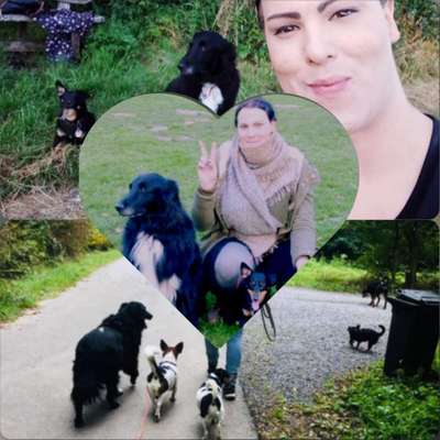 Bielefelder Hunde.-Beitrag-Bild