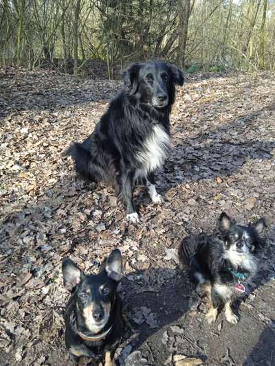 Bielefelder Hunde.-Beitrag-Bild