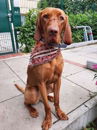 Magyar Vizsla UK-Beitrag-Bild