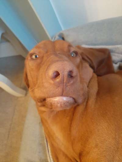 Magyar Vizsla UK-Beitrag-Bild