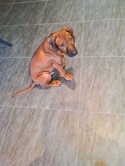 Wie groß waren eure welpen ?-Beitrag-Bild