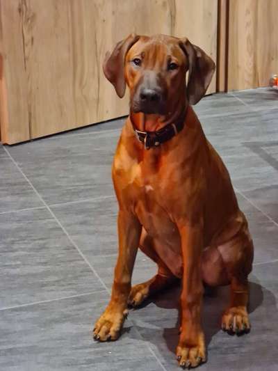 Rhodesian Ridgeback-Beitrag-Bild