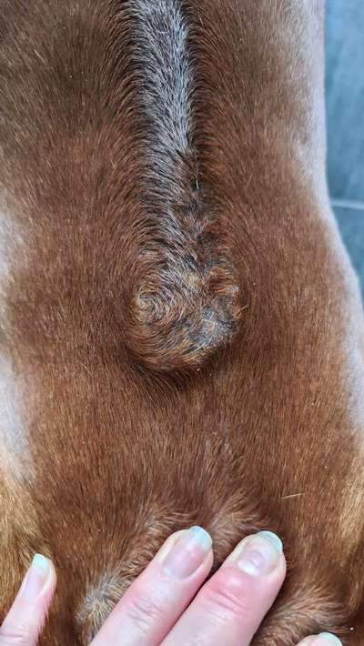 Rhodesian Ridgeback-Beitrag-Bild