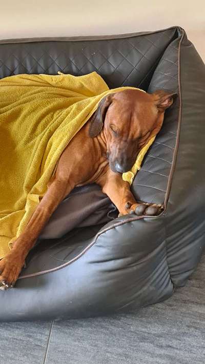 Rhodesian Ridgeback-Beitrag-Bild